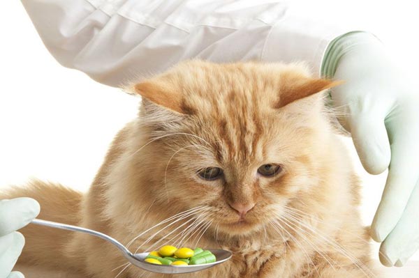 kak-dat-koshke-tabletku