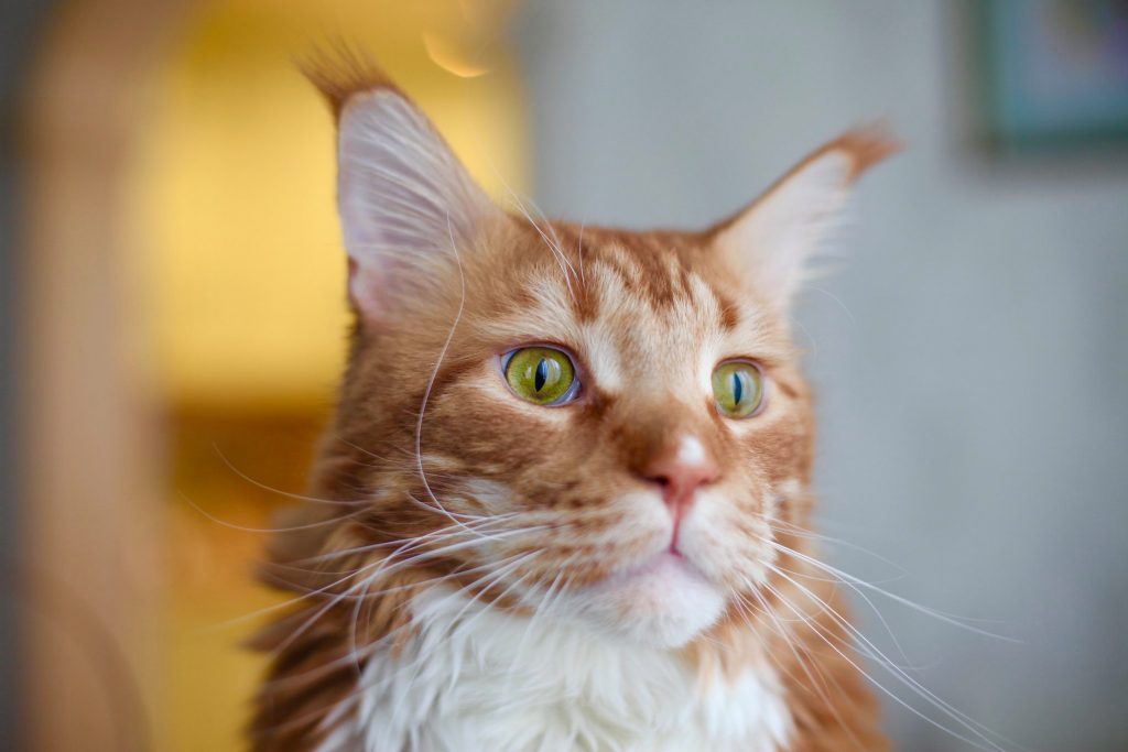 Кот Матвей меня любит