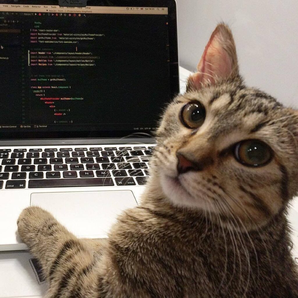 Кот программиста